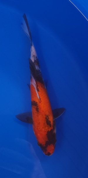 10.5" Showa Male