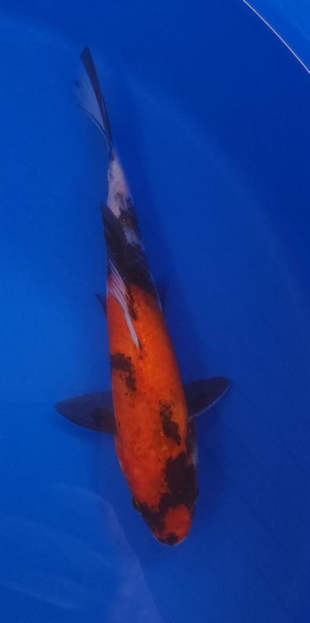 10.5" Showa Male
