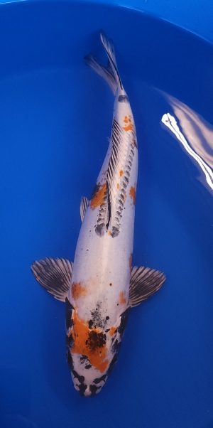 18" Beni Kikokuryu Male