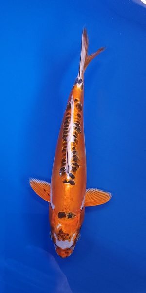 11" Beni Kikokuryu Female