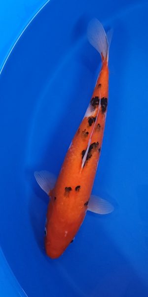13.5" Sanke Female