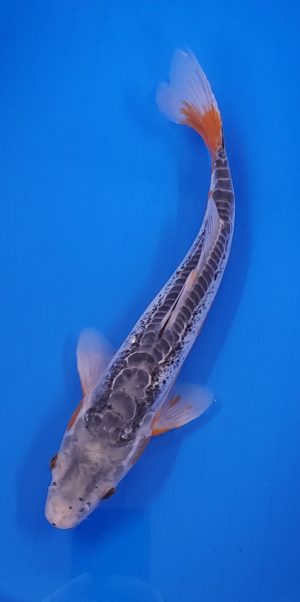 13" Shusui Male