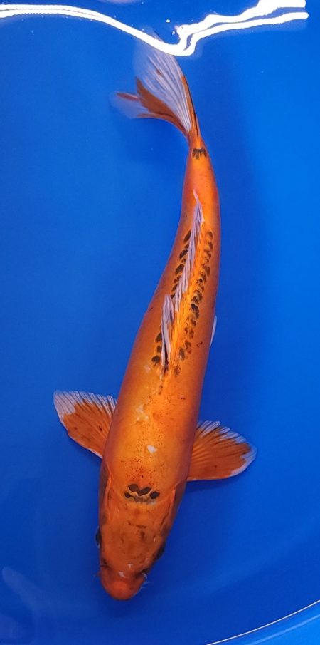 14" Beni Kikokuryu Male