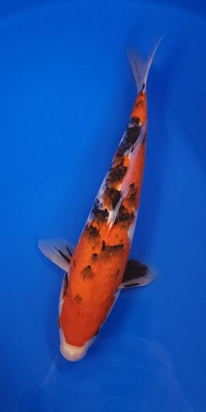 14" Sanke Female