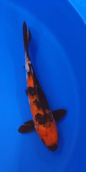 10.5" Showa Female