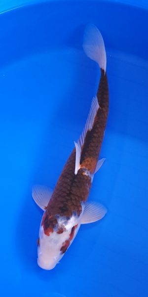 14.5" Goromo Female