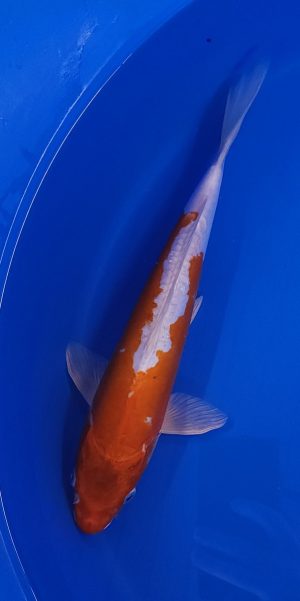 12.5" Kikosui Female