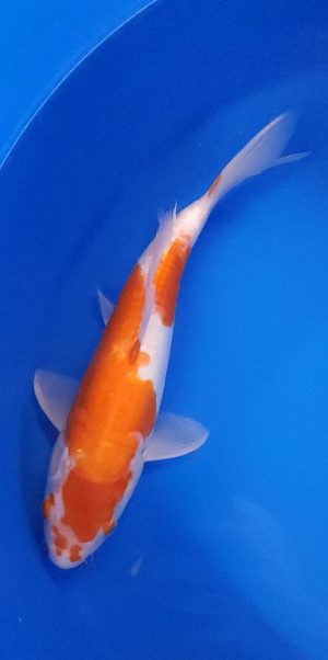 12.5" Doitsu Kohaku Female