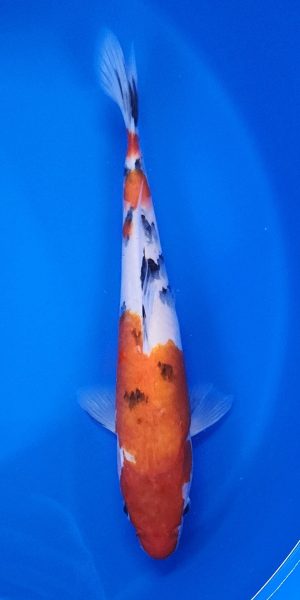 13" Sanke Female
