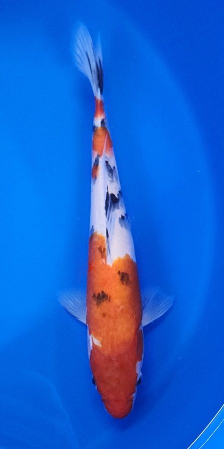 13" Sanke Female