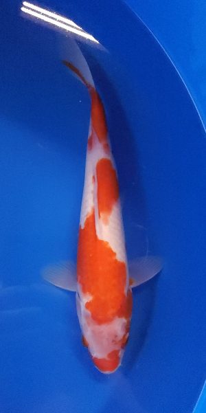 13" Kohaku Female