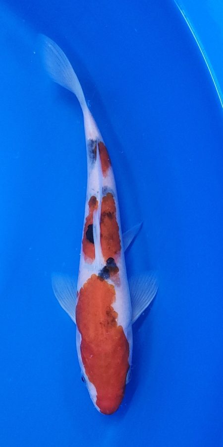 10.5" Sanke Male