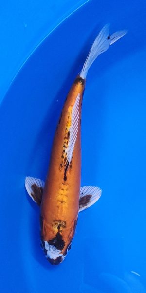 12" Beni Kikokuryu Male