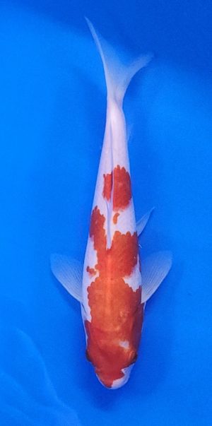 10" Kohaku Male