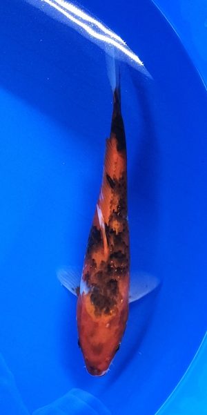 13" Sanke Female