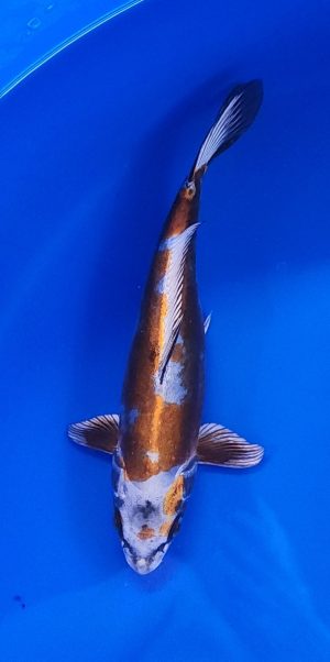 11" Copper Kikokuryu Female