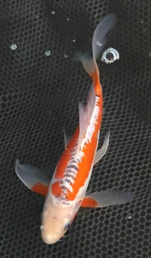 12" Longfin Shusui Male