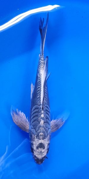 12" Longfin Kikokuryu Female