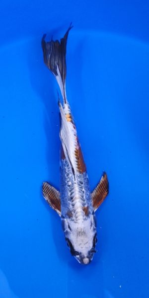 13" Longfin Copper Kikokuryu Female