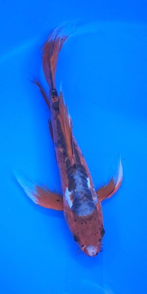 13" Longfin Hi Shusui Male