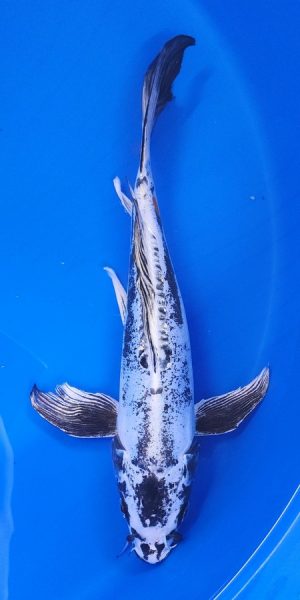 13" Longfin Kikokuryu Female