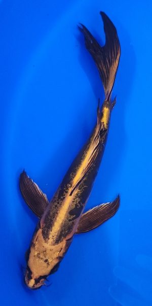 12" Longfin Ki Kikokuryu Male