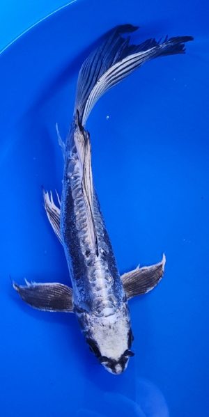14" Longfin Kikokuryu Male