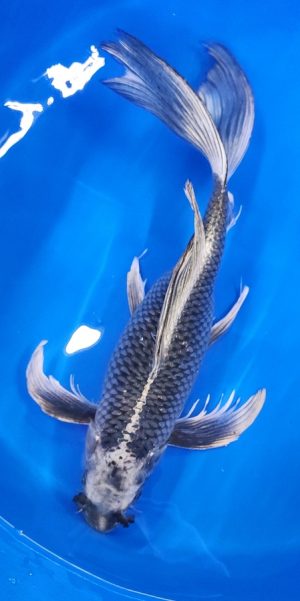 17" Longfin Gin Matsuba Female