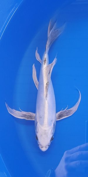 12" Longfin Kikokuryu Female