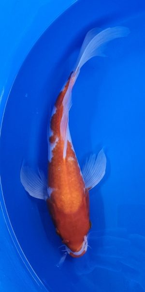 15" Longfin Kohaku Female