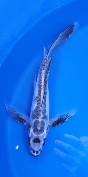 13" Longfin Kikokuryu Female