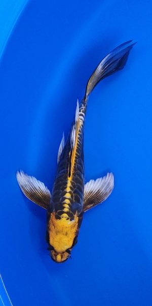 9" Longfin Kin Kikokuryu Female
