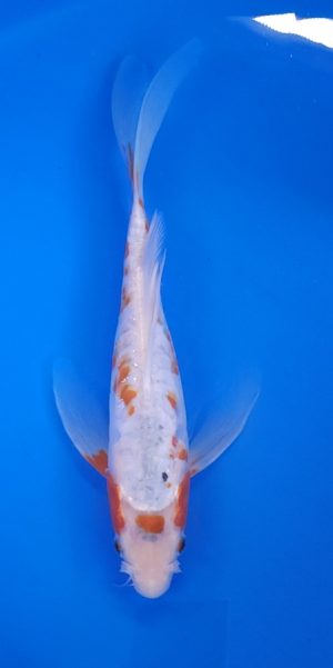 11" Longfin Shusui Female