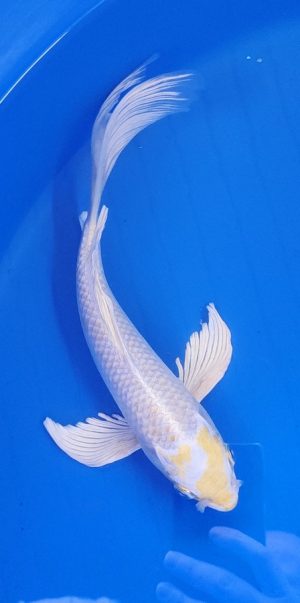 11" Longfin Lemon Hariwake Female