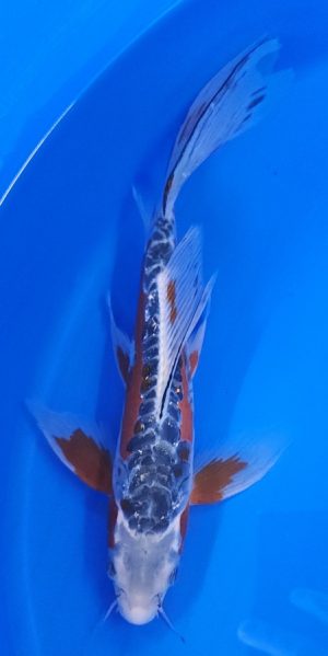 12" Longfin Shusui Male