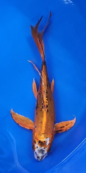12" Longfin Kin Kikokuryu Female