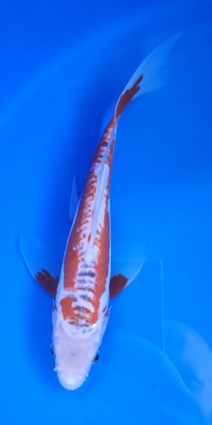 10" Longfin Shusui Male