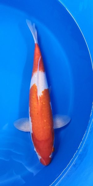 14.5" Kohaku Male
