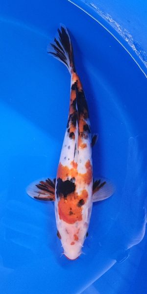 12" Sanke Male