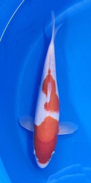 12" Kohaku Male