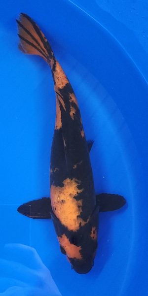 13" Hi Utsuri Female