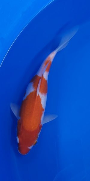 11" Kohaku Female