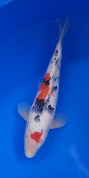 13" Sanke Male