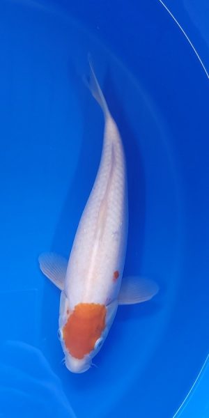 12" Tancho Kohaku Female
