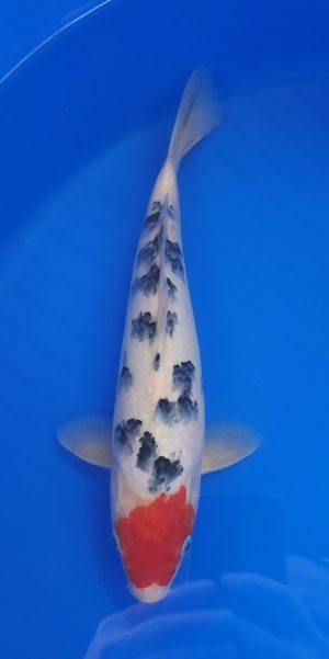 12.5" Tancho Sanke Male