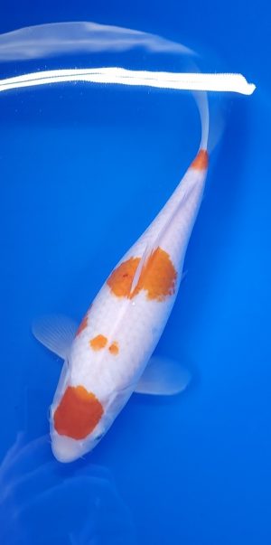 13" Maurten Kohaku Female