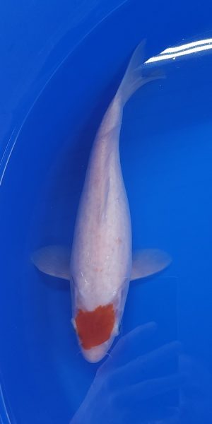 12" Tancho Kohaku Female