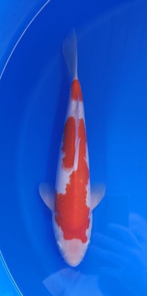 12.5" Kohaku Female