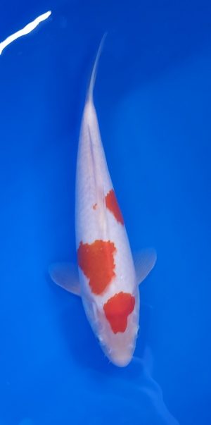11.5" Kohaku Female
