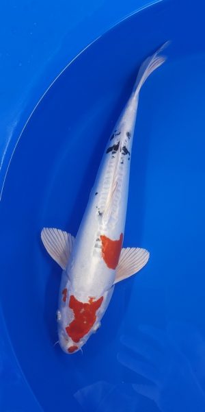 15.5" Yamatonishiki Male